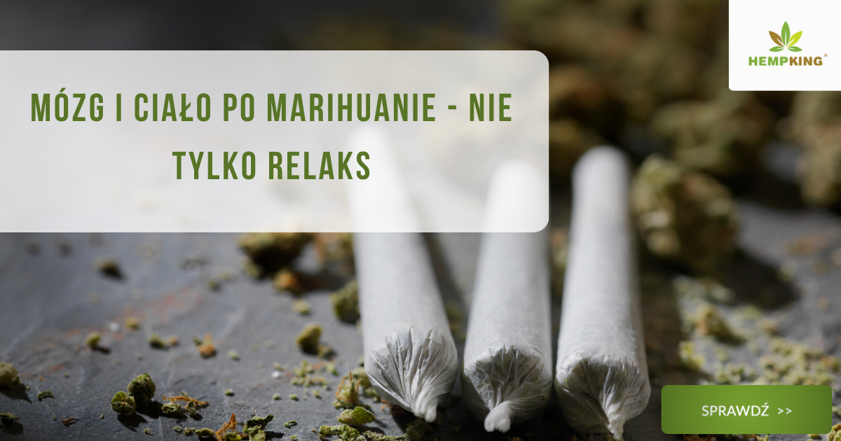 Mózg i ciało po marihuanie - nie tylko relaks - obrazek wyróżniający