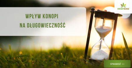 Wpływ konopi na długowieczność - obrazek wyróżniający