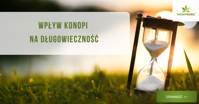 Wpływ konopi na długowieczność - obrazek wyróżniający