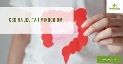 CBD na jelita i mikrobiom - obrazek wyróżniający