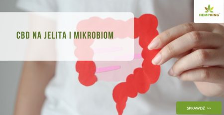 CBD na jelita i mikrobiom - obrazek wyróżniający