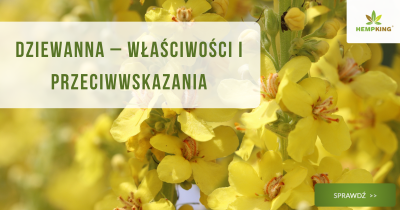 Dziewanna - właściwości i przeciwwskazania - obrazek wyróżniający