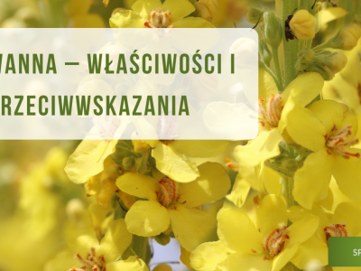 Dziewanna - właściwości i przeciwwskazania - obrazek wyróżniający