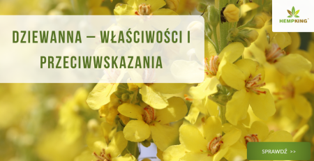 Dziewanna - właściwości i przeciwwskazania - obrazek wyróżniający