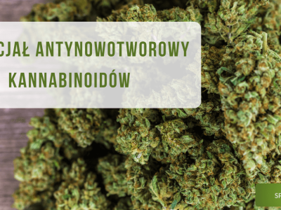 Potencjał antynowotworowy kannabinoidów - obrazek wyróżniający