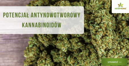 Potencjał antynowotworowy kannabinoidów - obrazek wyróżniający