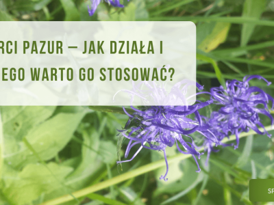 Czarci pazur – jak działa i dlaczego warto go stosować? - obrazek wyróżniający