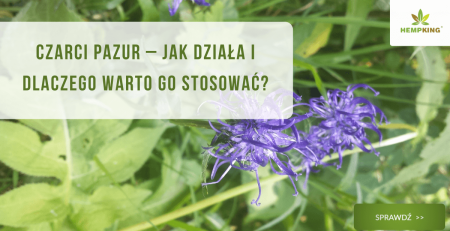 Czarci pazur – jak działa i dlaczego warto go stosować? - obrazek wyróżniający