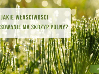 Jakie właściwości i zastosowanie ma skrzyp polny? - obrazek wyróżniający