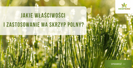 Jakie właściwości i zastosowanie ma skrzyp polny? - obrazek wyróżniający