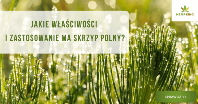 Jakie właściwości i zastosowanie ma skrzyp polny? - obrazek wyróżniający