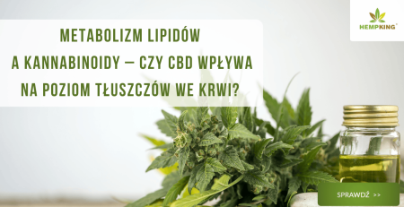 Metabolizm lipidów a kannabinoidy – czy CBD wpływa na poziom tłuszczów we krwi? - obrazek wyróżniający