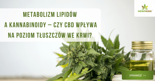 Metabolizm lipidów a kannabinoidy – czy CBD wpływa na poziom tłuszczów we krwi? - obrazek wyróżniający