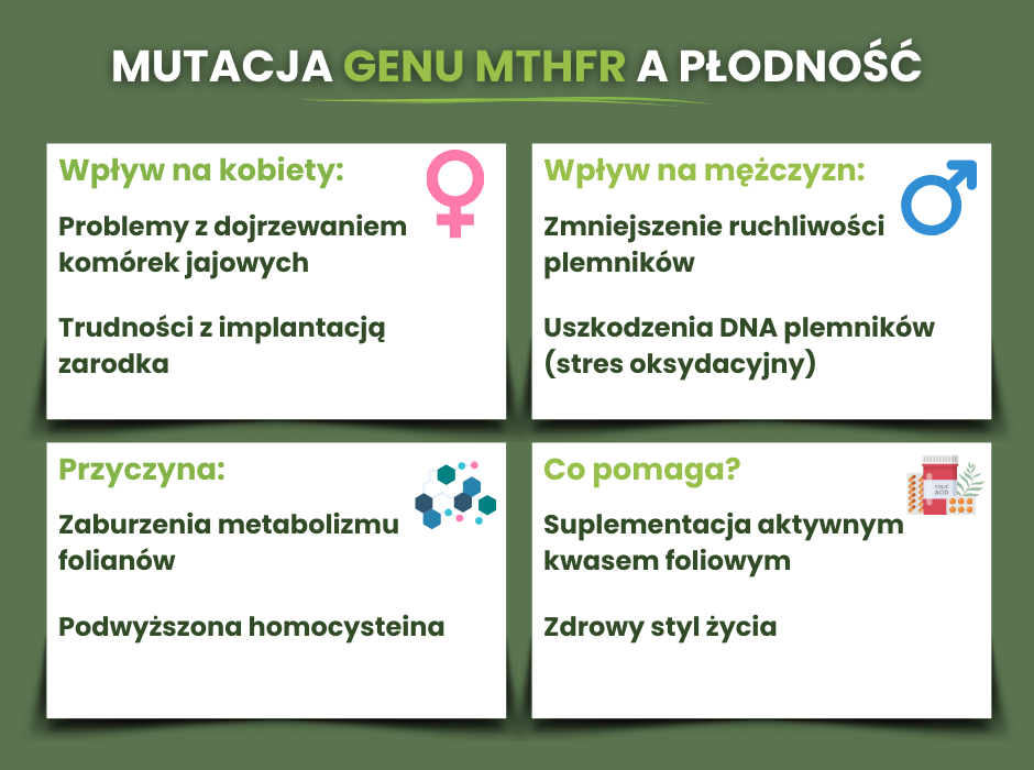 Mutacja MTHFR a płodność - infografika