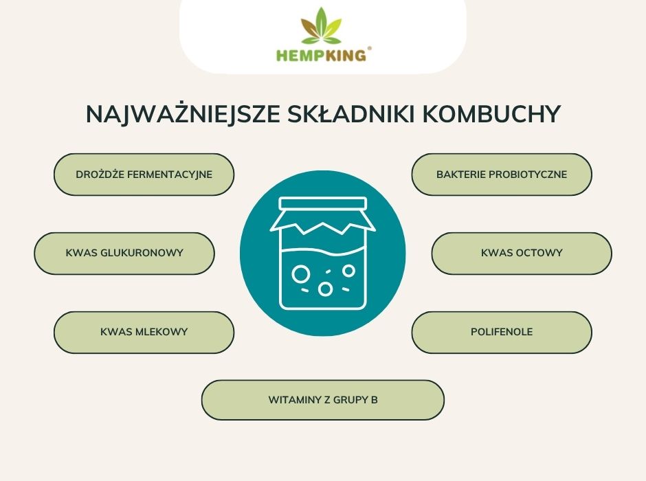 Najważniejsze składniki kombuchy - infografika