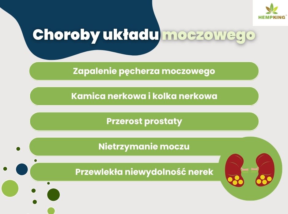 Choroby układu moczowego - infografika
