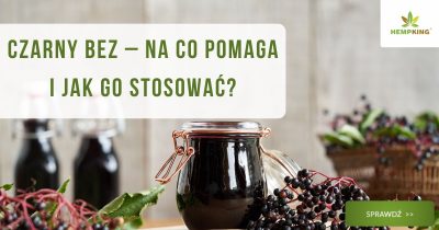Czarny bez – na co pomaga i jak go stosować? - obrazek wyróżniający