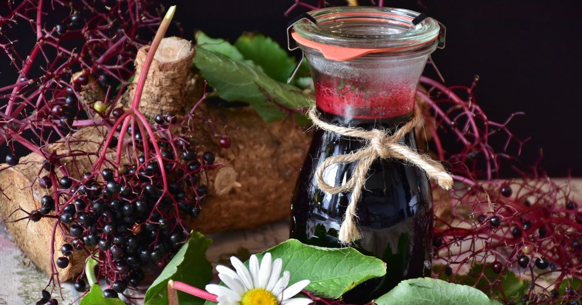 Czarny bez - zdjęcie poglądowe