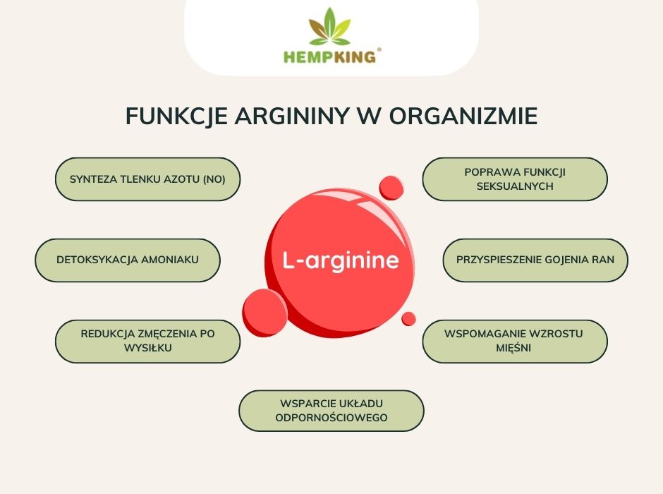 Funkcje argininy w organizmie - infografika