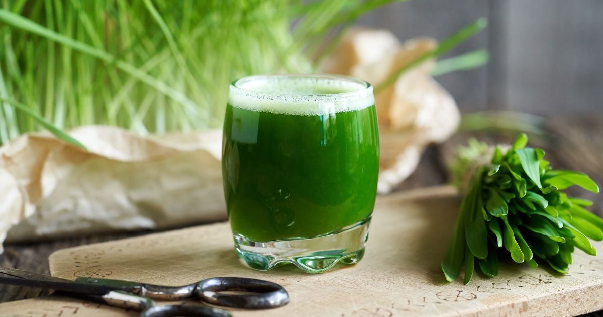 Młody jęczmień - zdjęcie poglądowe