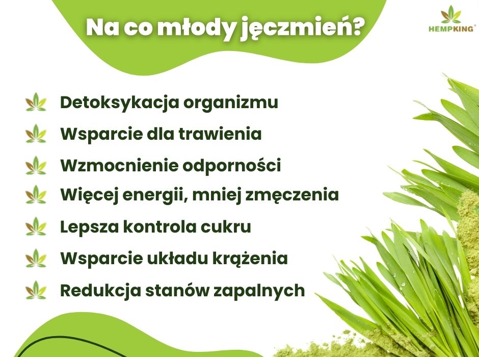 Na co młody jęczmień - infografika