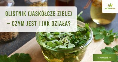 Glistnik (jaskółcze ziele) – czym jest i jak działa? - obrazek wyróżniający