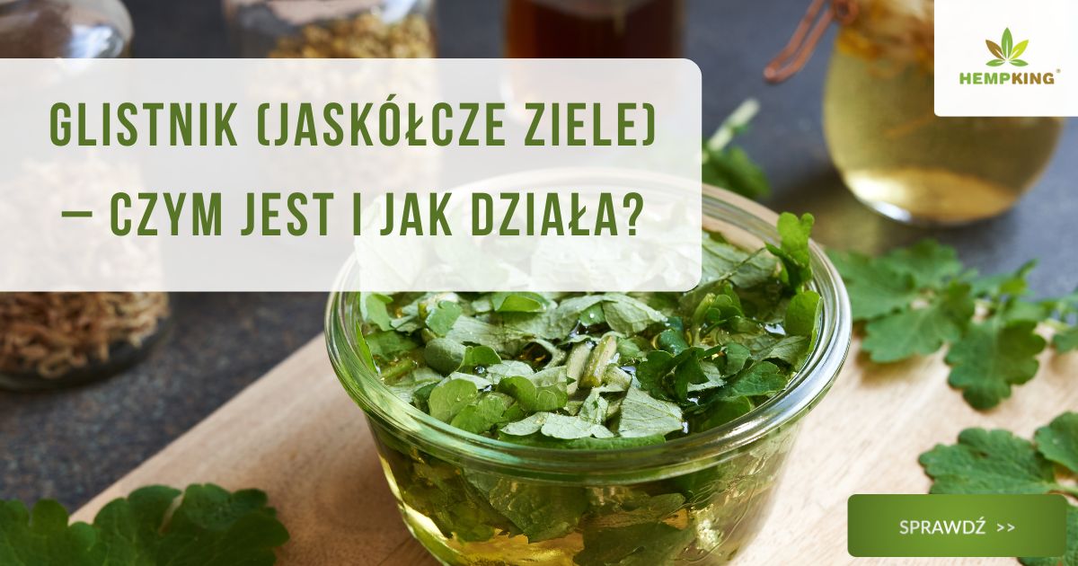 Glistnik (jaskółcze ziele) – czym jest i jak działa? - obrazek wyróżniający