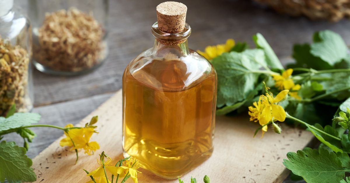 Jaskółcze ziele - zdjęcie poglądowe