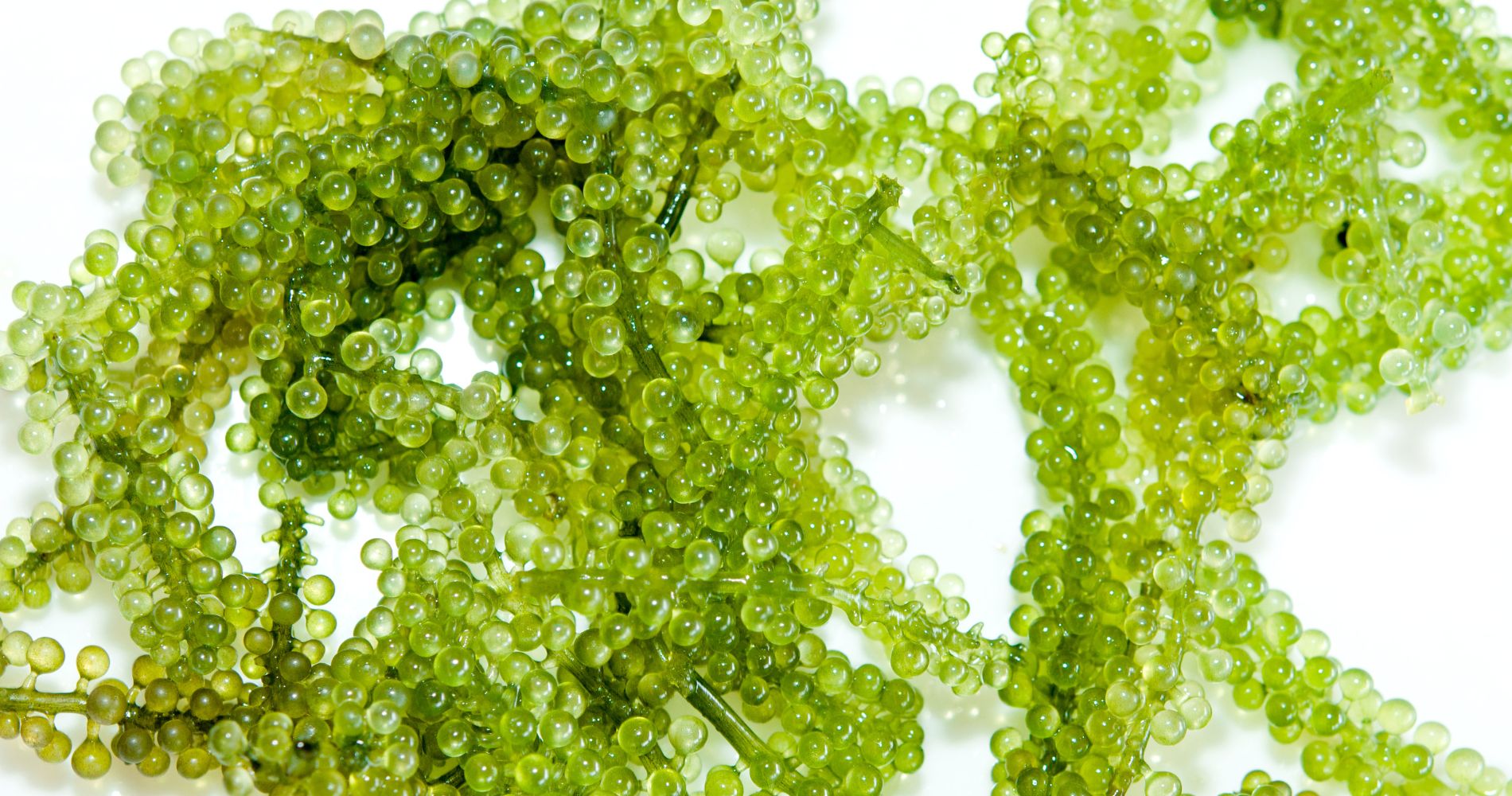 Mikroalgi morskie – naturalne źródło oleju z alg bogatego w kwasy omega-3 wspierające zdrowie i odporność.