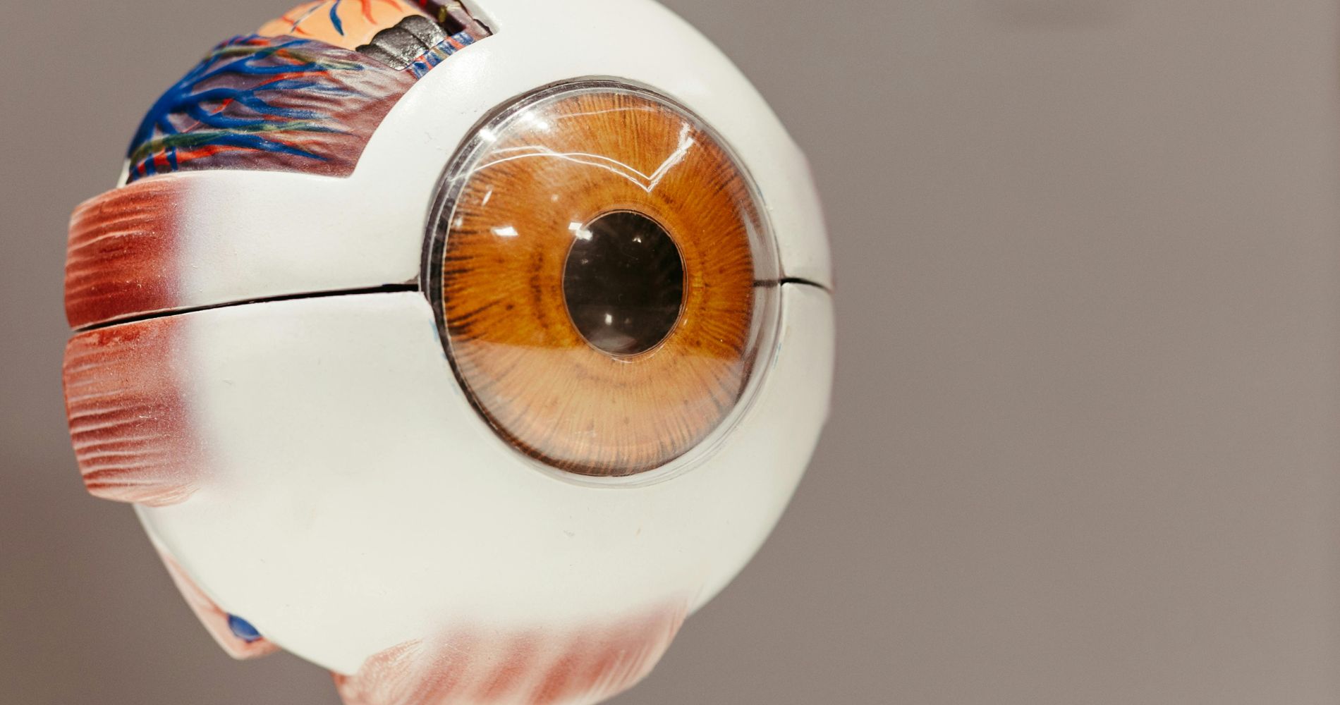 Model anatomiczny ludzkiego oka z widoczną tęczówką i strukturami oka.