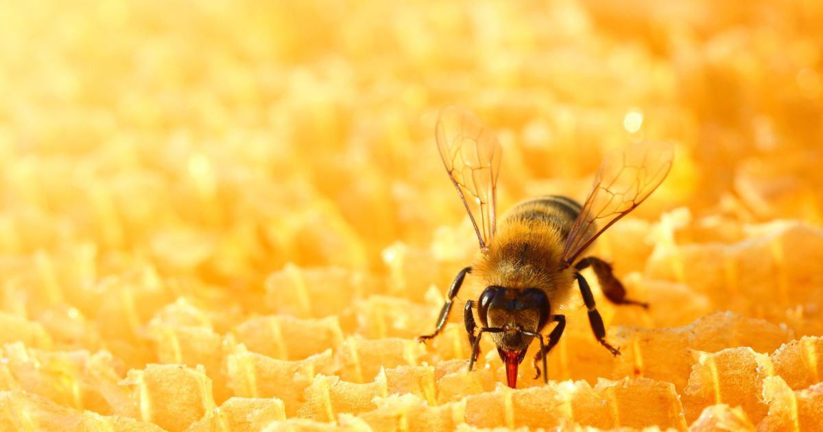 Pszczoła na plastrze miodu - zdjęcie poglądowe