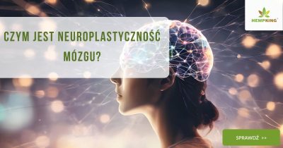 Czym jest neuroplastyczność mózgu - obrazek wyróżniający