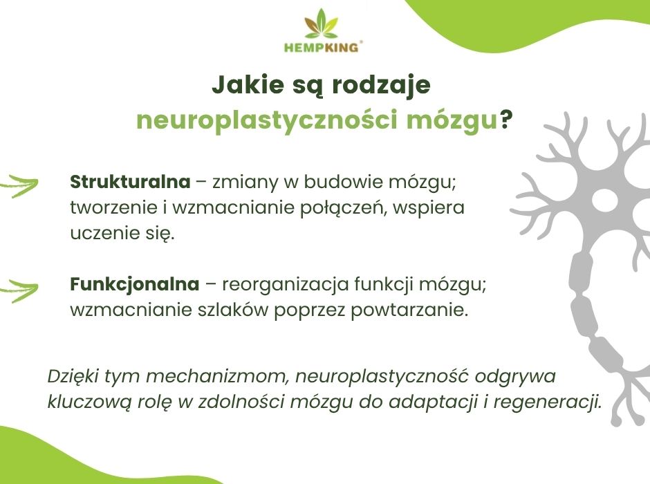Jakie są rodzaje neuroplastyczności mózgu - infografika