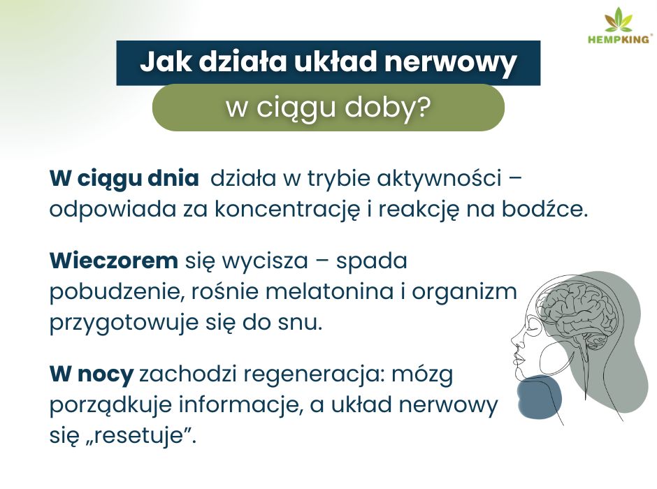 Jak działa układ nerwowy w ciągu doby? - infografika
