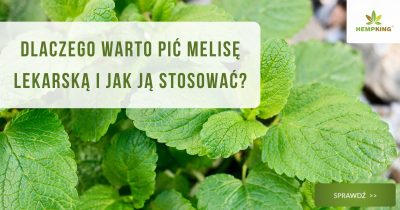 Dlaczego warto pić melisę lekarską i jak ją stosować? - obrazek wyróżniający