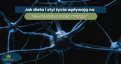 Jak dieta i styl życia wpływają na neuroplastyczność mózgu? - obrazek wyróżniający