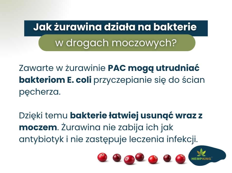 Jak żurawina działa na bakterie
w drogach moczowych? - infografika