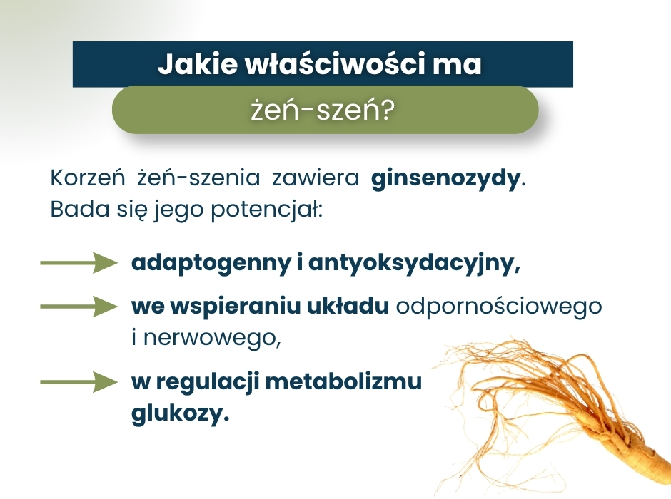 Jakie właściwości ma żeń szeń? - infografika